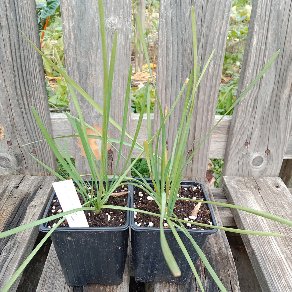 Tulbaghia - Ail d'Afrique du Sud orangé