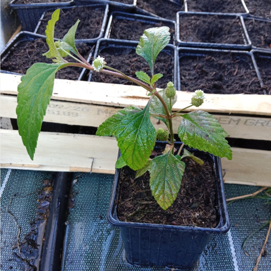 Verveine sucrante